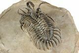 Short-Fork Walliserops Hammi Trilobite - Top Quality Example #344468-4